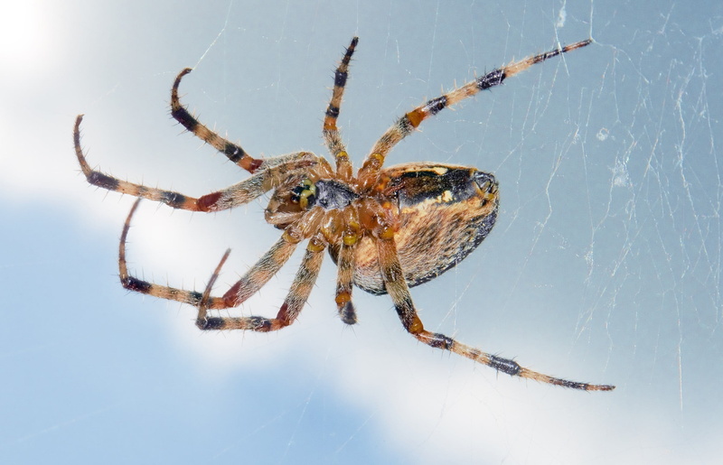 animal themes, arachnid, insect, poisonous, animals in the wild, spider web, day, animal wildlife, invertebrate, animal leg, one animal, zoology, animal