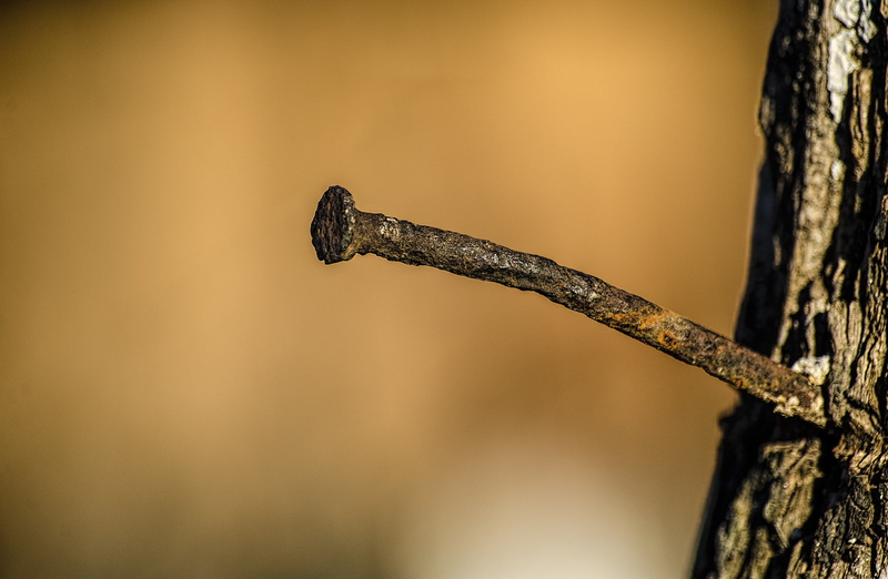 outdoors, selective focus, focus on foreground, depth of field, nature, rusty, single object, communication, ring, trees, colored, trunk, 4K, diamond