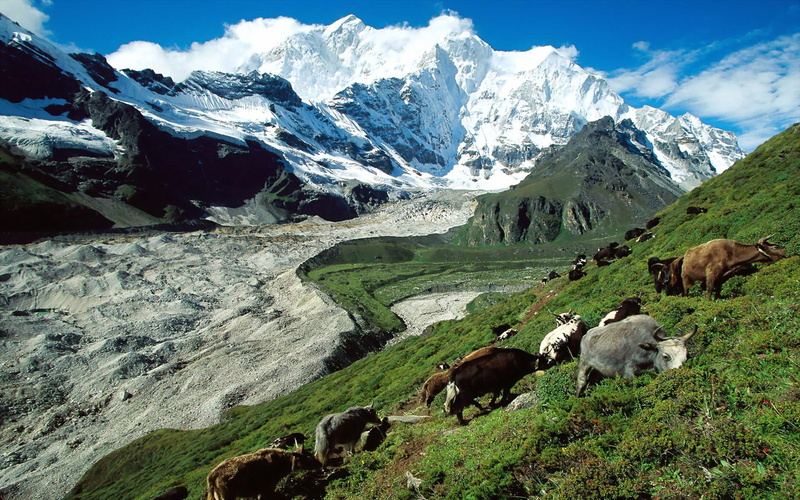 angelheart3, dreamer-girl, herding, kangshung, yak, nature and landscapes, glacier, tibet, momo102, 1080P, lavendergirl54