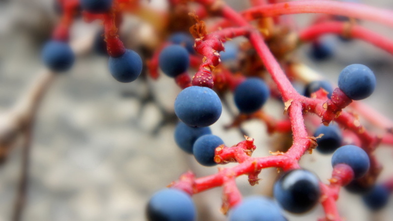 blue, arms raised, biology, science, molecular Structure, day, no People, wood - material, red, food, branch, food and drink, learning, organic, healthcare And Medicine