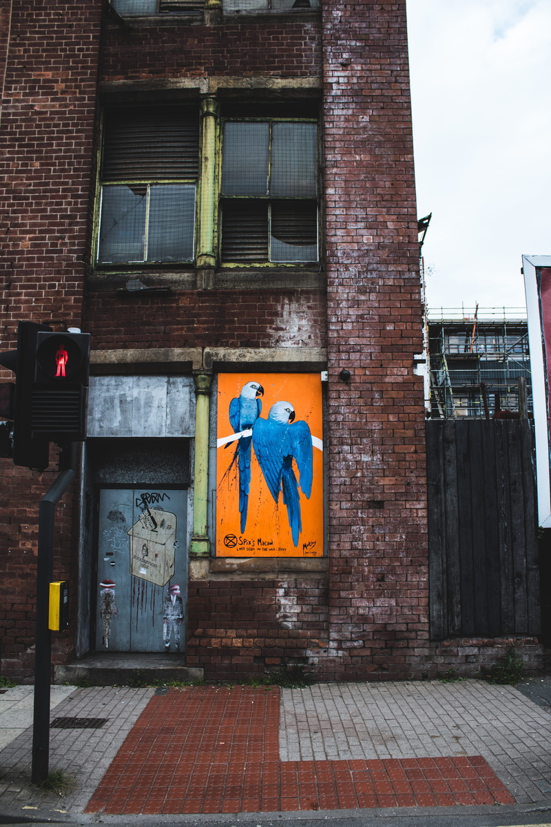 leeds, city, female likeness, united kingdom, streetart, spix macaw, wall, representation, street, bird, human representation, abandoned, full length, creativity