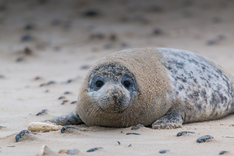 nature, lion, dune, meeresbewohner, island, crawl, robbe, water, lying down, white, north sea, beach, marine, sea island, animals in the wild, grey seal