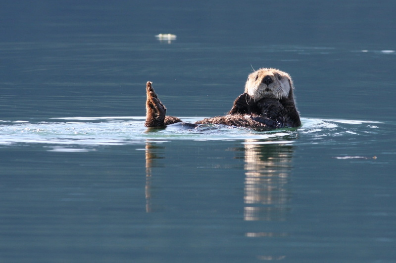 one animal, outdoors, swimming, aquatic, photography, nature, kenai fjords national park, wildlife, fur, day, lion, bay, sea lion, sea otter, marine, underwater