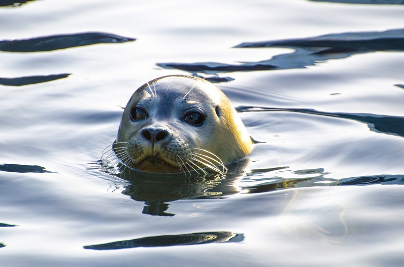 animal, grey, whisker, 1080P, waves, kind, reflection, ecology, cute, portrait, light, marine mammal, animal themes, outdoors, marine, single animal, sea