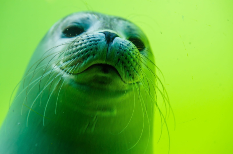 animal body part, animal, sea animals, North Sea, lion, whisker, animal head, 4K, marine life, seal baby, meeresbewohner, underwater world, animals in the wild