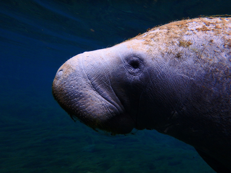 closeup, animal themes, marine, sea, manatee, animal eye, manatee profile, mermaid, nature, photo, profile view, 4K, outdoors, water, marine animals, sea cow