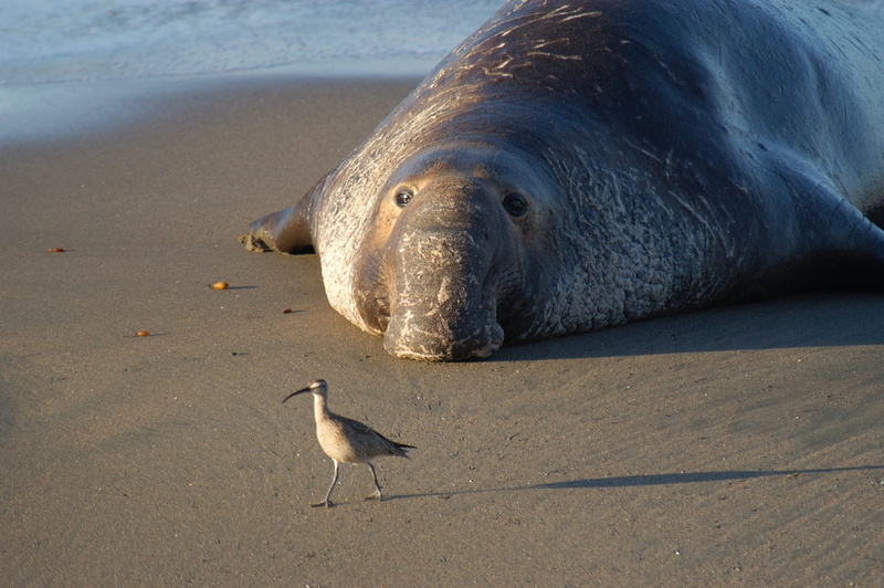 seabird, contrast, bird, land, no people, marine, animal, ibis, sea, vertebrate, brown, seashore, sand, outdoors, seal, beach, animal themes, day, animal wildlife