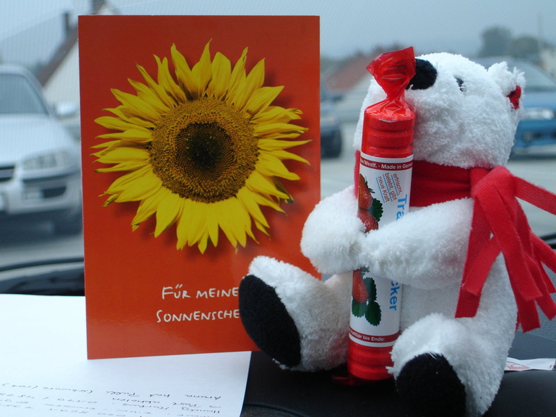 holiday, 1080P, sunshine, healthy, representation, plant, no people, bear, christmas, get well soon, animal representation, sun, santa hat, greeting, flowering plant