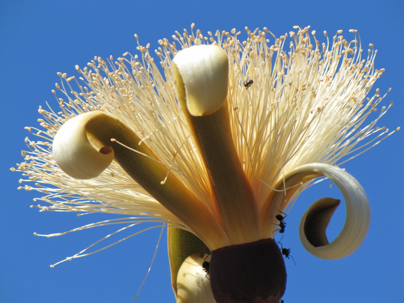 blue, goiás, flower, blue background, landscapes, studio shot, beauty in nature, no people, outdoors, gold colored, 4K, clear sky, freshness, sky, cerrado