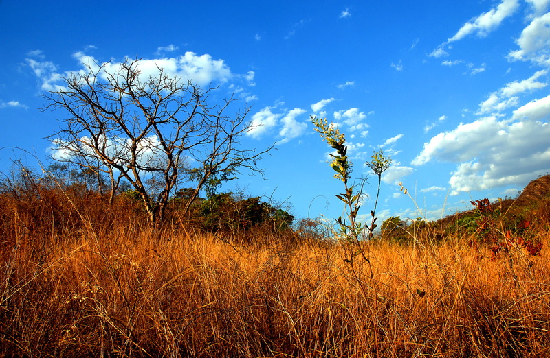 parque nacional da chapada dos veadeiros, forest, no people, chapada, grass, scenics - nature, 2K, environment, land, non-urban scene, tree, day, blue