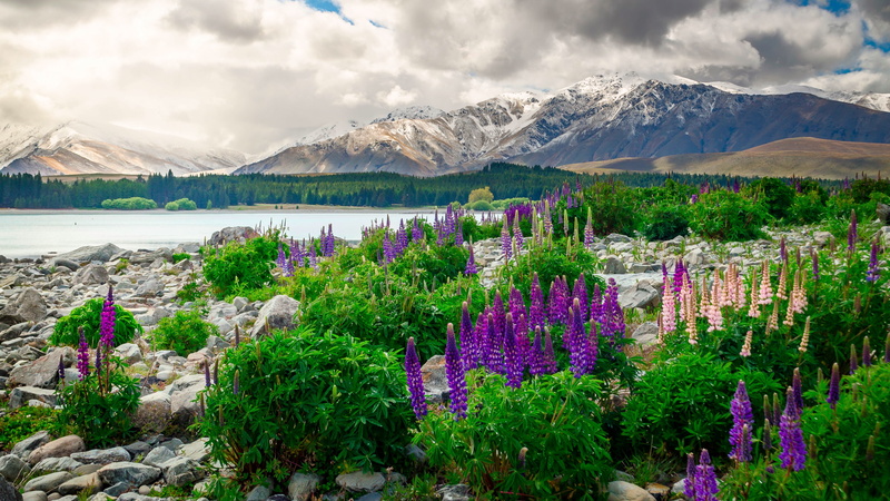 sky, lupin, land, landscape, blossom, mountain, plant, environment, snowcapped mountain, purple, water, 4K, new zealand, cloud - sky, flower, flowering plant