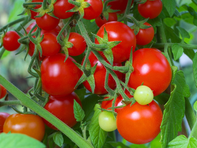 planta, 2K, naturaleza, frutas, tomates
