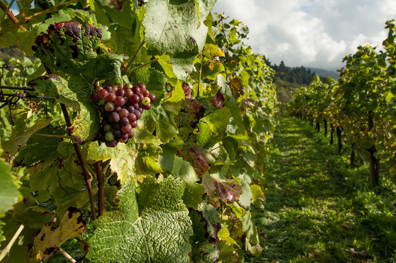 uvas, moradas, 2K, naturaleza, frutas
