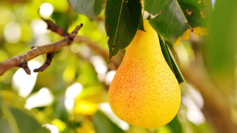 naturaleza, fruta, arbol, 1080P, pera
