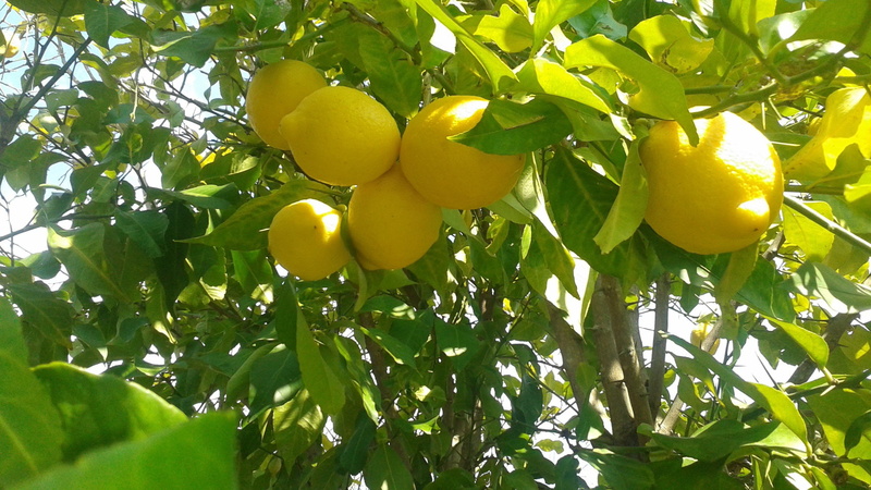 limones, arbol, naturaleza, 2K, citricos, frutas