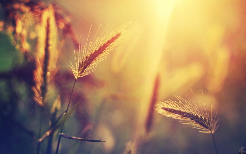 growth, crop, selective focus, selective, no people, cereal plant, rural scene, beauty in nature, plant, plants, spikelets, close-up, day, field, outdoors