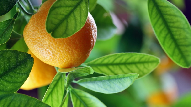 leaf, no people, leaves, outdoors, food, growth, orange (fruit), 1080P, food and drink, agriculture, ripe, nature, citrus fruit, healthy eating, fruit tree