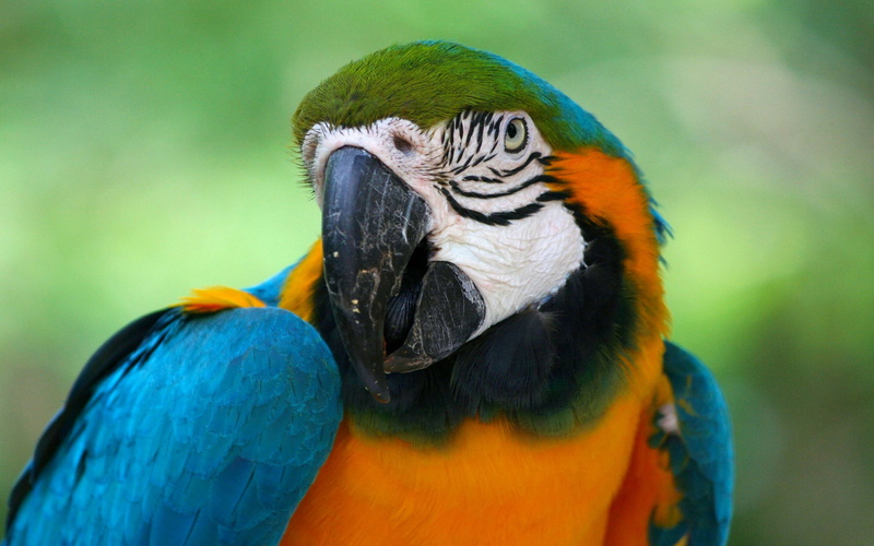 colorful, 4K, animal wildlife, saturated color, macaw, animals in the wild, gold and blue macaw, parrot, animal themes, no people, focus on foreground