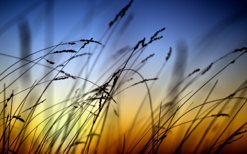 tranquility, close-up, growth, agriculture, outdoors, plants, 720P, field, plant, sunlight, no people, food, rural scene, sun, landscape, yellow, saturated color