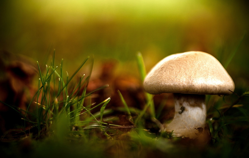 fragility, vegetable, grass, surface level, plant, saturated color, poisonous, vulnerability, growth, outdoors, selective focus, land, fungus, plants, field