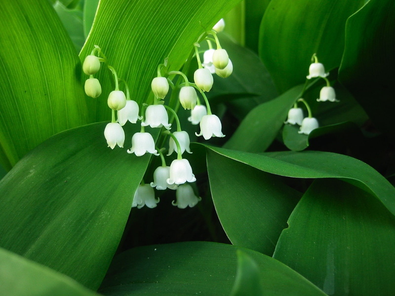 Green, s, flower, White, baby, Leaves, breath, Valley, Lily, 720P, Petals