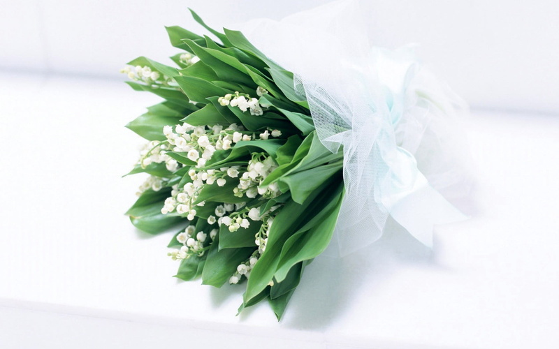 indoors, plant, day, flower, white background, bride, 720P, primrose, no People, decoration, bouquets, close-up, flower arrangement, lily, studio shot