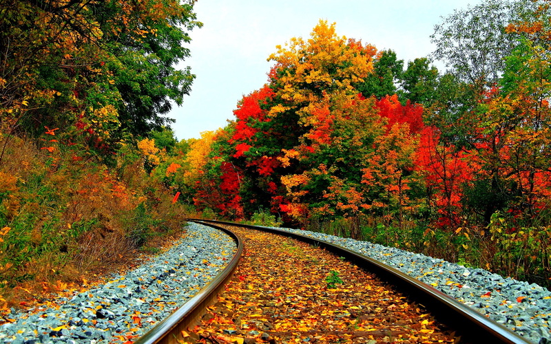 multi Colored, gold Colored, diminishing Perspective, vibrant Color, forest, scenics, railway, 1080P, plant, transportation, beauty In Nature, railroad Track