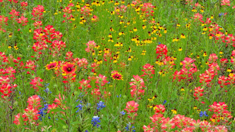 wildflowers, llano, Flowers/Gardens, texas, blossoming, county, 2K