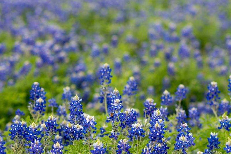 selective focus, beautiful, bluebonnet, countryside, flowers, vulnerability, plant, outdoors, lavender, fragility, flora, purple, flowerbed, flowering plant