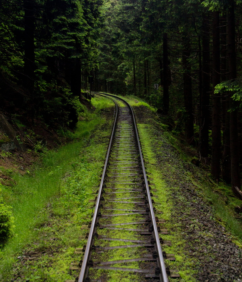 forest, rails, growth, beauty in nature, tranquil scene, track, day, no people, brocken, nature, tranquility, direction, rail transportation, long, tree