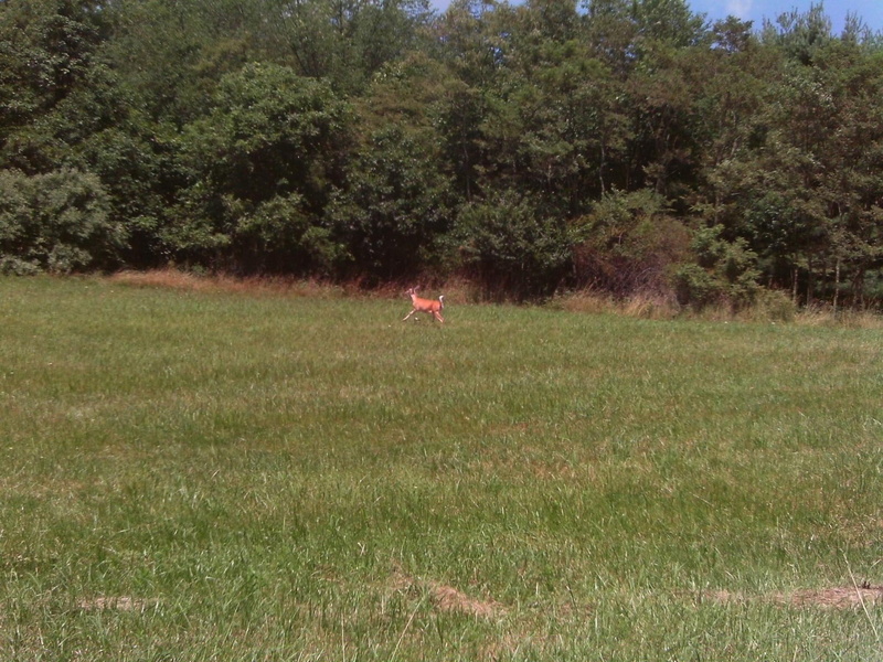 field, green, deer, running, 1080P, grass, trees, 3d and abstract