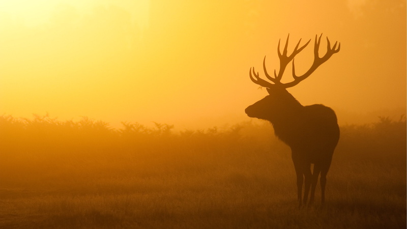 hd, sunsets, x, deer, 2K, landscapes, art, nature, Abstract