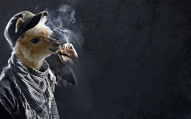 domestic animals, 720P, mask, humor, disguise, llama, bizarre, rabbit - animal, funny, one person, obscured face, animal imitation, mask - disguise, animal wildlife