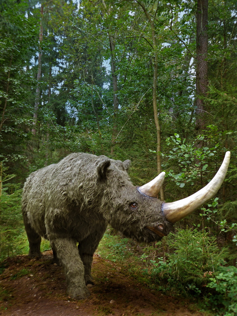 cattle, livestock, nature, domestic, day, prehistoric primeval, imitation, sculpture, one animal, herbivorous, horned, pets, Coelodonta, 1080P, vertebrate