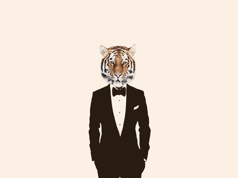 standing, studio shot, disguise, copy space, business, mask - disguise, animal imitation, suit, 720P, looking at camera, mask, one person, mammal, animals tiger suits simple background