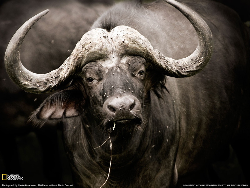 animals, 720P, hd, water, buffalo