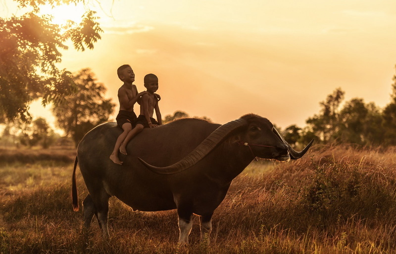 riding, domestic animals, animal wildlife, pets, field, ride, anime, land, Thailand, vertebrate, outdoors, herbivorous, 720P, mammal, real people, farmers