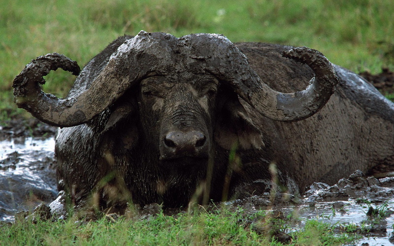 african, 1080P, buffalo, animals, water, big game