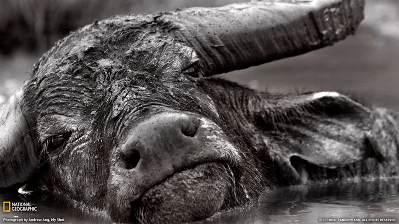 buffalo, wildlife, mud, monochrome, 720P, animals