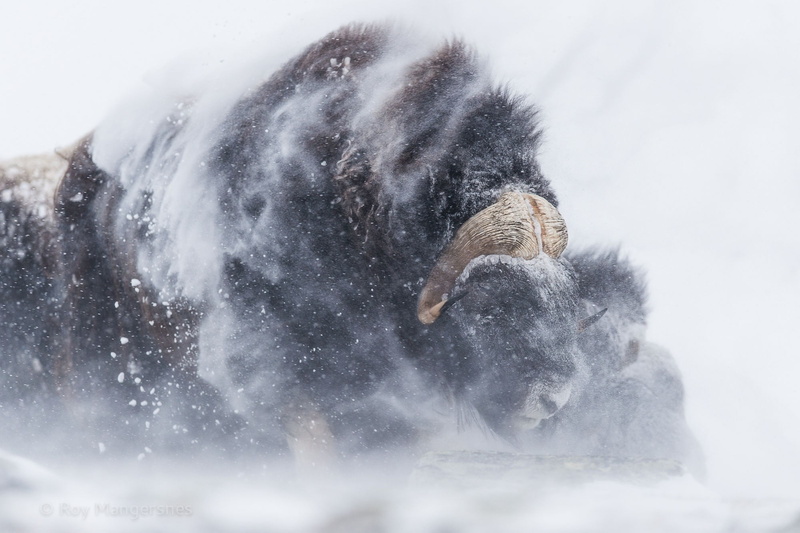 nature, cold temperature, domestic animals, buffalo, relaxation, winter, 1080P, outdoors, animal wildlife, snowing, domestic, animals in the wild, one animal