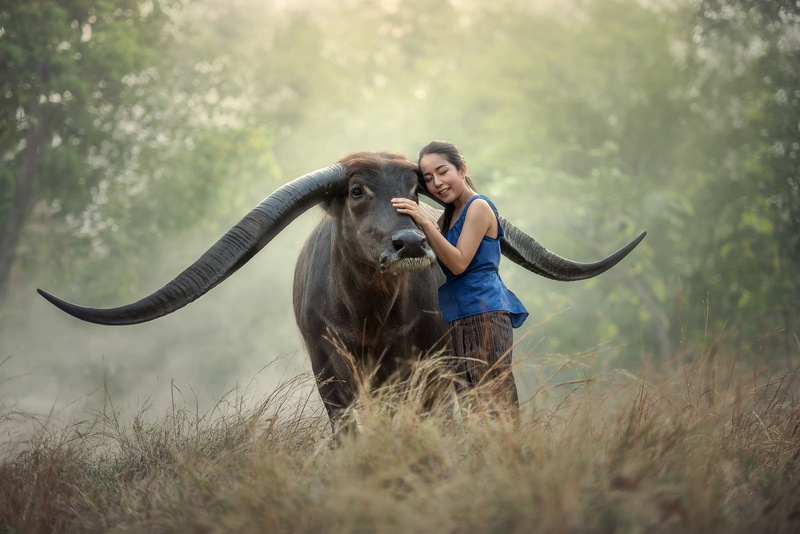 farmers, women, farm, people, 720P, Thailand, buffalo, anime