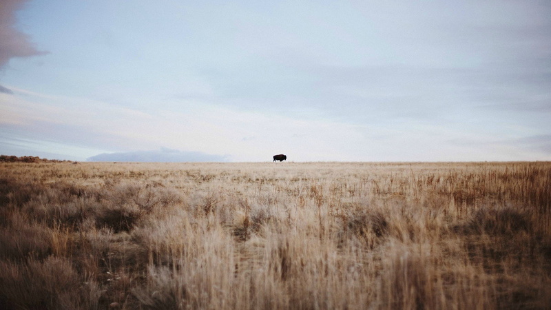 animal, sky, wheat, nature, environment, mammal, one animal, horizon, plant, animal wildlife, day, 1080P, cloud - sky, horizon over land, buffalo, land