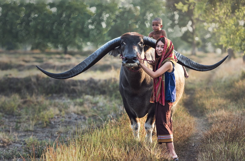 men, real people, herbivorous, land, standing, 720P, teenager, adult, portrait, plant, Thailand, one animal, farmers, vertebrate, front view, field, domestic