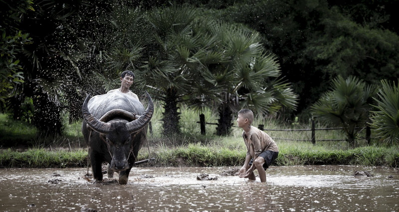 anime, lifestyles, animal wildlife, mammal, livestock, occupation, plant, farmer, growth, farmers, Thailand, domestic animals, 720P, real people, children