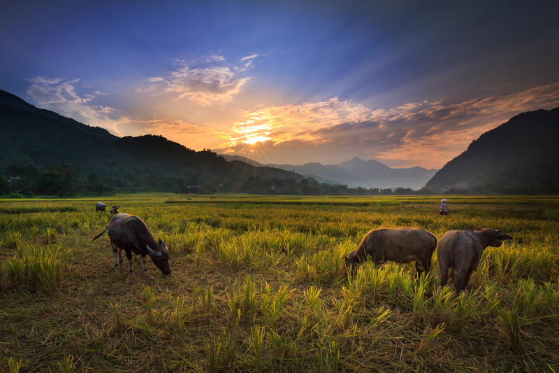 come, mammal, light, mountain range, beauty in nature, environment, water, wildlife, asian, the sun, grazing cattle, cattle, nice, see, domestic animals
