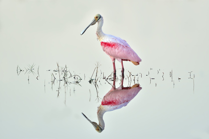animal, animals, full length, birds, vertebrate, bird, nature, photography, one animal, pink color, stork, profile view, no people, beak, animal wildlife