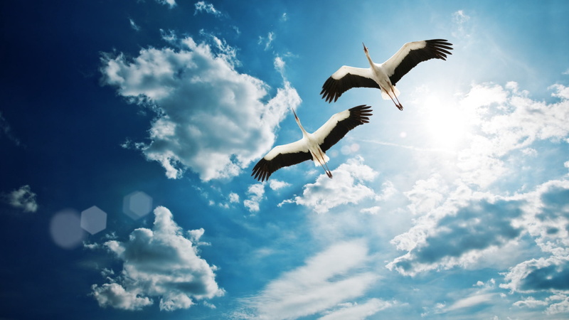 black, animal Wing, flying, full length, bird, animals In The Wild, mid-air, cloud - Sky, beauty In Nature, animal themes, day, no People, vertebrate, wildlife