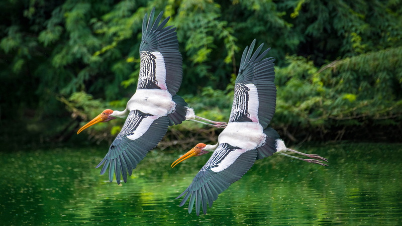 flying, 4K, park, washington, low, animal, no people, desktop, two, outdoors, states, water bird, nature, zoological, flight, water, national