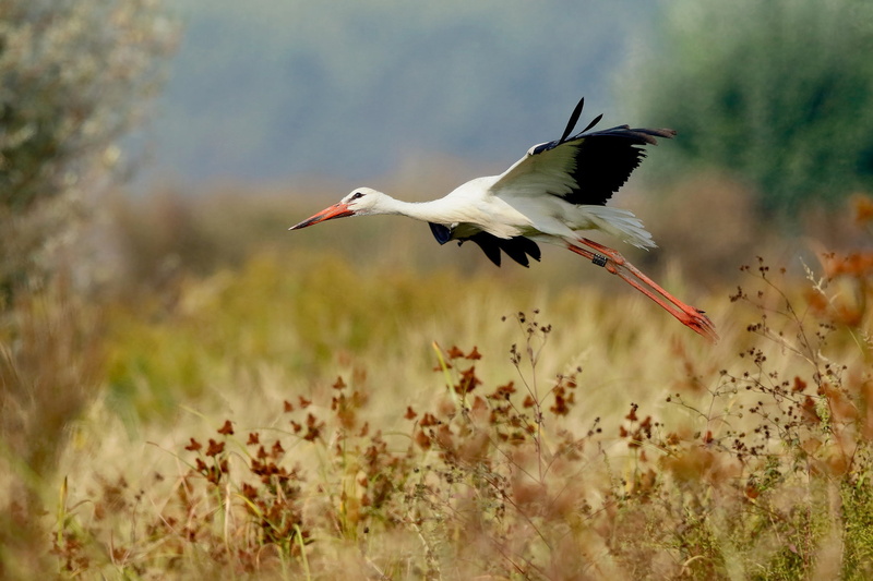 Birds, White stork, 1080P, Stork, Bird