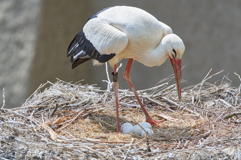 outdoors, day, animal themes, bird nest, stork, nest, bill, bird, animal, vertebrate, animal wildlife, close-up, animals in the wild, focus on foreground